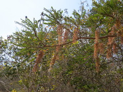 Alvaradoa amorphoides