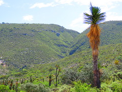 Yucca periculosa