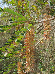 Alvaradoa amorphoides