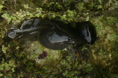 Pelobates vespertinus