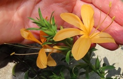 Barleria delagoensis