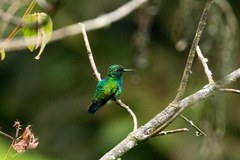 Chlorostilbon mellisugus