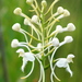 Southern White Fringed Orchid - Photo (c) Zack, some rights reserved (CC BY-NC-SA)