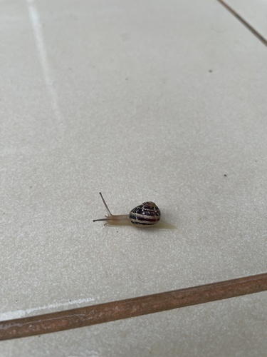 Cornu aspersum