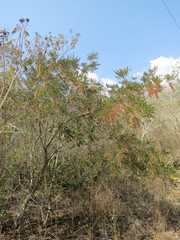 Alvaradoa amorphoides