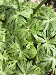 Eranthis