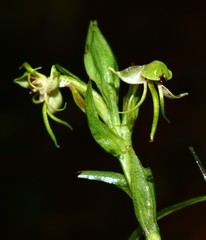 Habenaria gibsonii