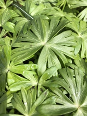 Eranthis