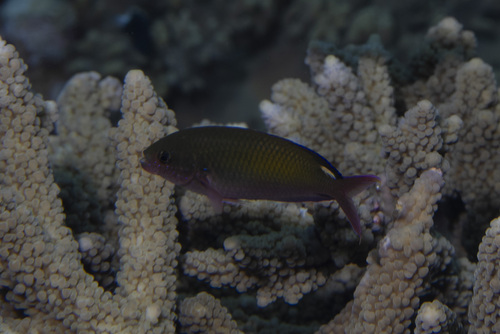 Lepidozygus tapeinosoma observed 2026-04-28