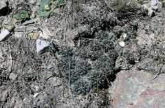 Rebutia oligacantha