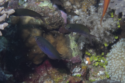 Lepidozygus tapeinosoma observed 2026-04-28