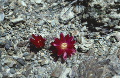 Rebutia oligacantha