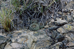 Rebutia oligacantha