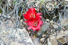Rebutia oligacantha