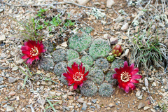 Rebutia oligacantha