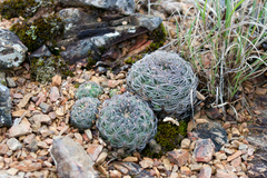Rebutia oligacantha