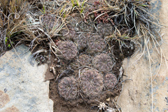 Rebutia oligacantha