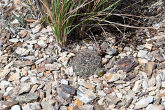 Rebutia oligacantha