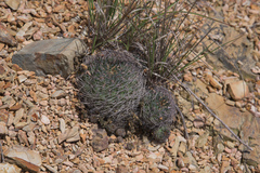 Rebutia oligacantha