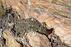 Rebutia oligacantha