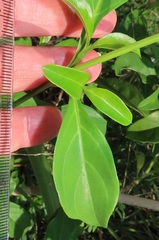 Barleria delagoensis