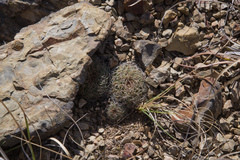 Rebutia oligacantha
