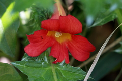 Amphilophium buccinatorium