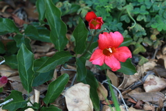 Amphilophium buccinatorium