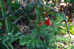 Amphilophium buccinatorium