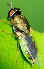 Odontomyia virgo