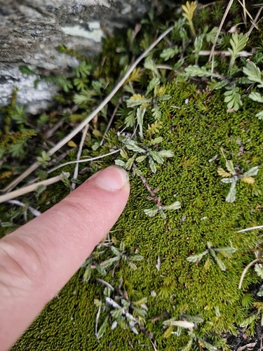 Leptinella pectinata