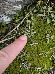Leptinella pectinata