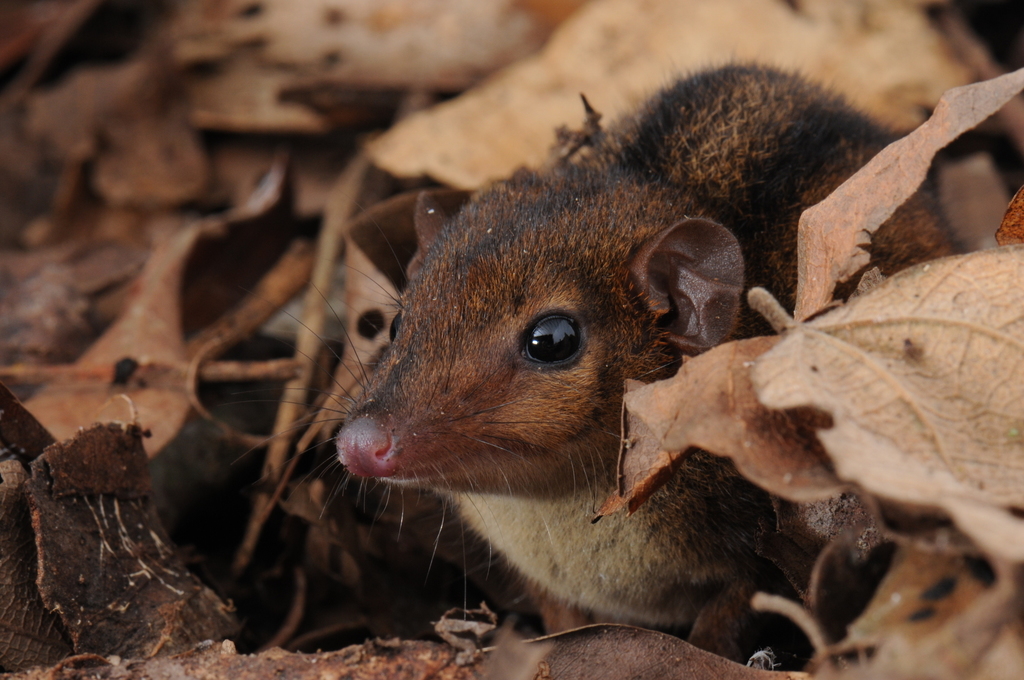 Northern Three-Striped Opossum