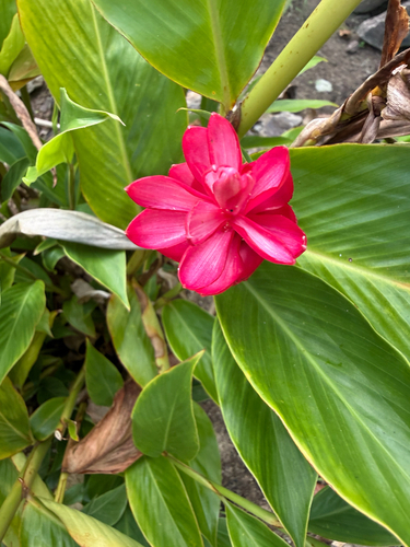 Red Ginger