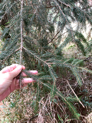 Picea morrisonicola, photograph (c) 呂一起(Lyu yi-chi), some rights reserved (CC BY)