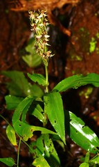 Habenaria gibsonii