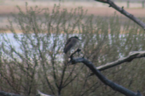 American Black-crowned Night Heron photographed in Oregon