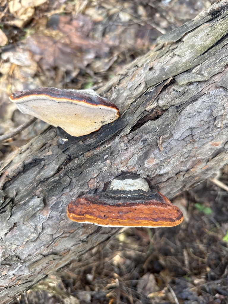 Fomitopsis pinicola · May 2026 · photo: © stanislav_murashkin (iNaturalist, cc-by)