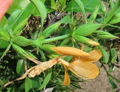 Barleria delagoensis