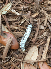 Heliconius charithonia