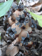 Bdallophytum americanum