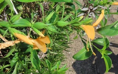 Barleria delagoensis