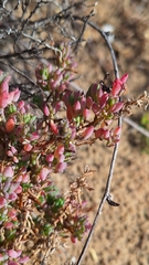 Threlkeldia diffusa, photograph author not stated, no rights reserved