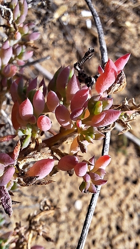 Threlkeldia diffusa, photograph 5