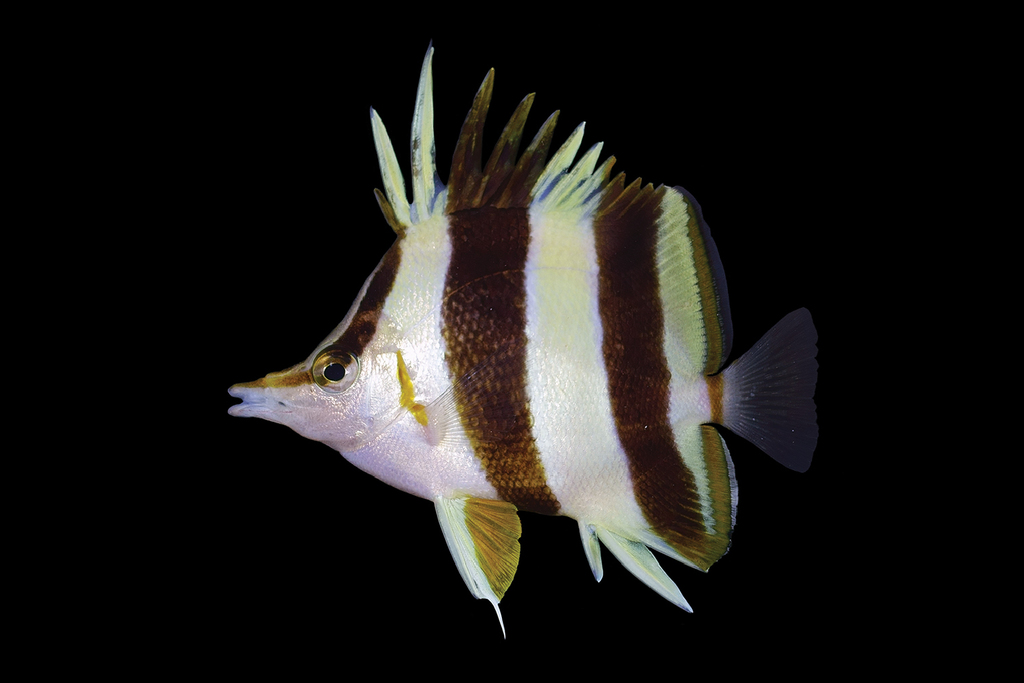 Pete Basabe's Butterflyfish