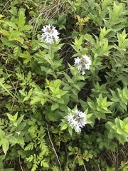 Amsonia tabernaemontana