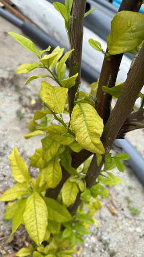 Citrus aurantiifolia observed 2026-05-02