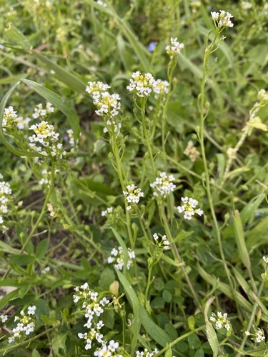 Calepina irregularis, photograph 3