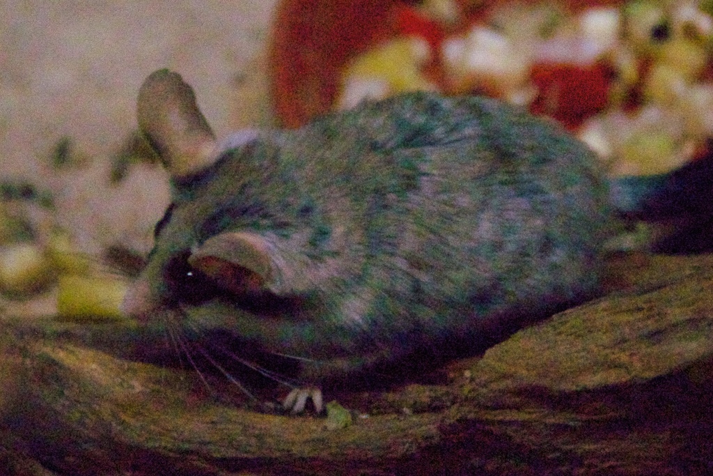 Black-tailed Garden Dormouse