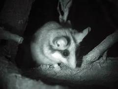 Asian Garden Dormouse photo 4